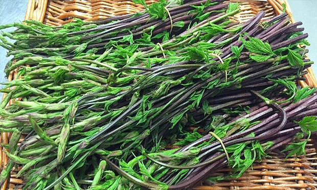 Wild hop shoots. Photograph: Cafe Murano via Twitter