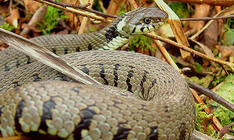 Grass snake