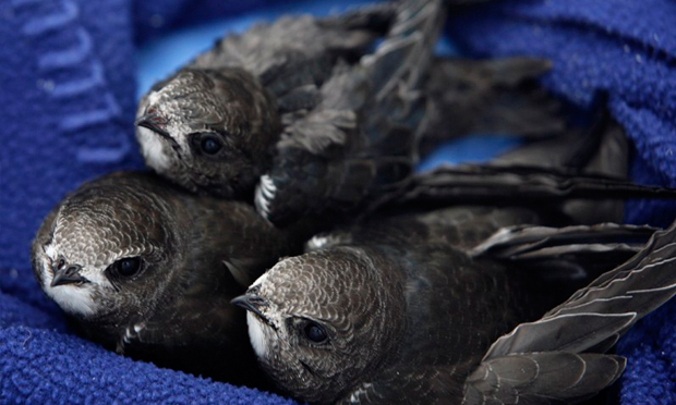 Swifts, on a rare occasion when they are not flying high. Photograph, and those below: Deborah Lauterpacht