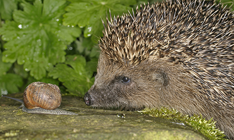 Hedgehog snail Dave Bevan