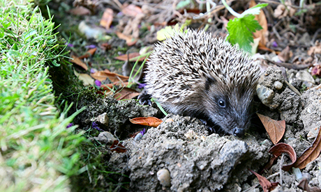 A hedgehog scuttles through a garden. Photograph: Stephen Heliczer