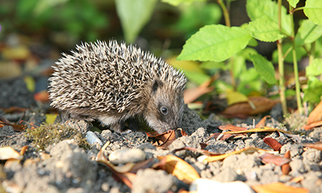 Hedgehog Hackney population credit Steve Heliczer