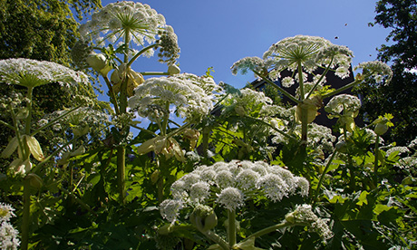 Hogweed_plant_460