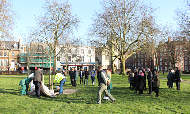 Red oak tree (left) planted in Hackney Downs Park. Photograph: Nell Lewis