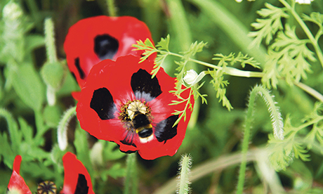 Bees are good: count them in. Photograph: Friends of the Earth