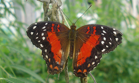 A scarlett peacock butterfly in the dome in Clissold Park