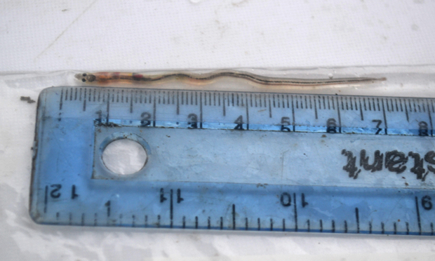 "A piddly, sperm-like elver..."