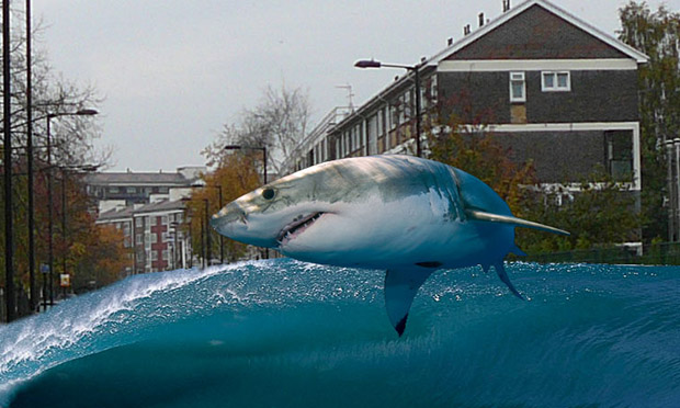 A shark jumping in Wick Road. Image: Trevor ApSimon