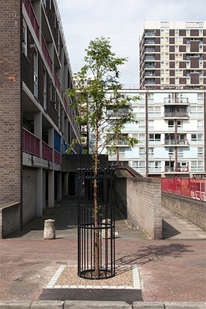 A young Dawn Redwood at De Beauvoir Estate. Photograph: Paul Wood