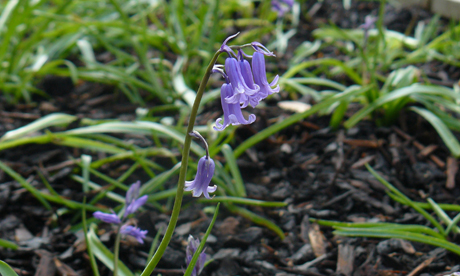 Urban Bluebells